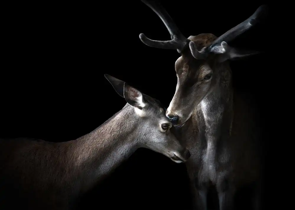 Buye, Pascual Santiago: Tenderness