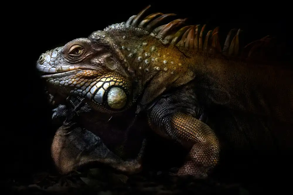 Buye, Pascual Santiago: Iguana portrait: Lost in the evolution