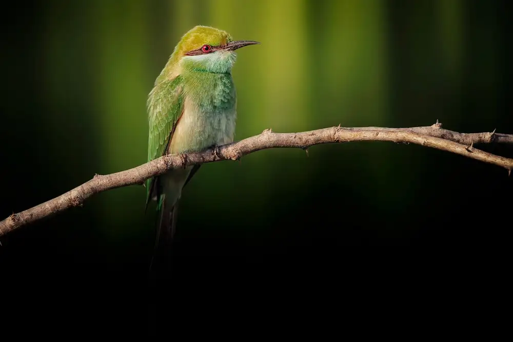 Pezeshki, Sina: Little Bee-eater