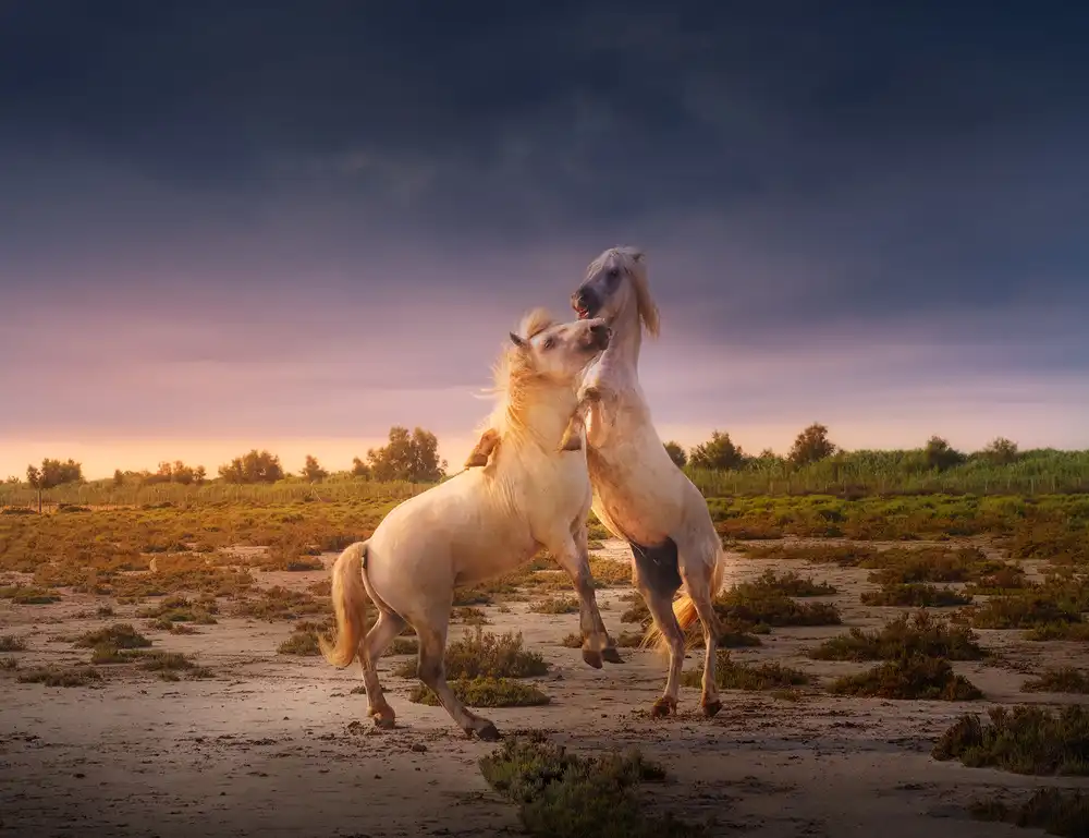 Joanaduenas: France Camargue horses A731236