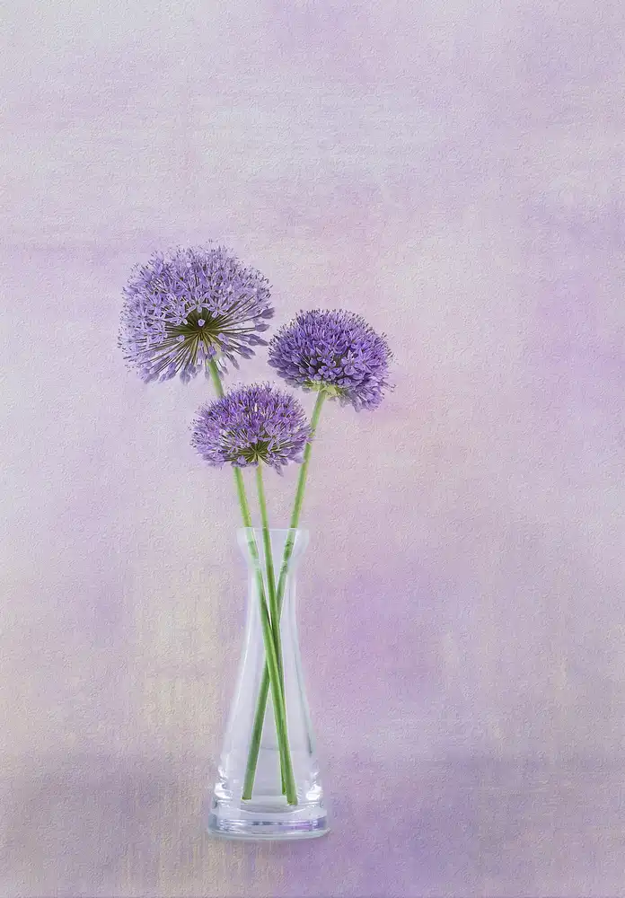 Gray, Gaille: 3 Allium