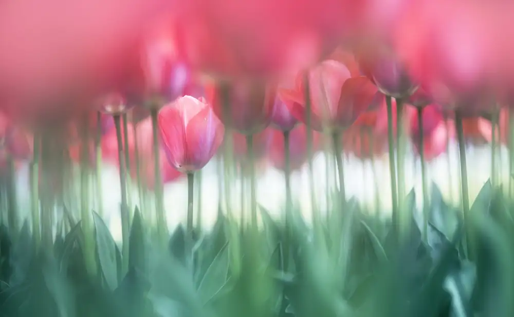 Suzuki, Takashi: Tulipes bordées