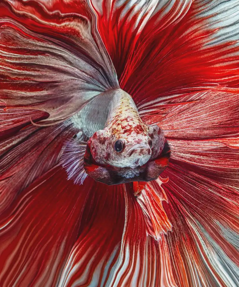 Halil, Andi: El pez rojo