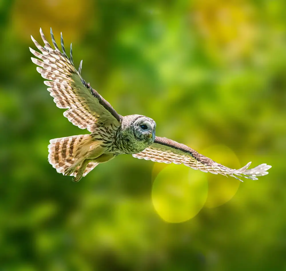 Li, Alex: Barred Owl