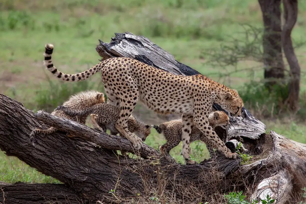 Catta, Alessandro: Mama Cheetah