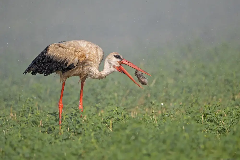 Waldmann, Shlomo: White Stork , hunting in the rain...