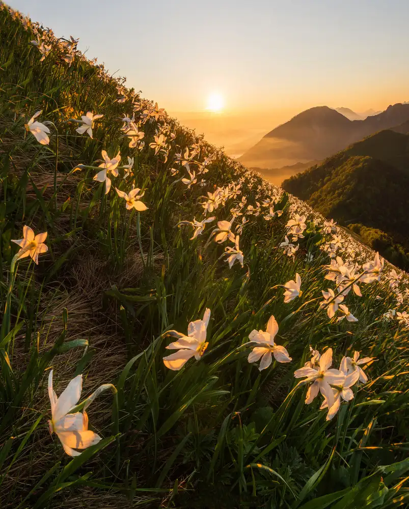 Krivec, Ales: Narcisy
