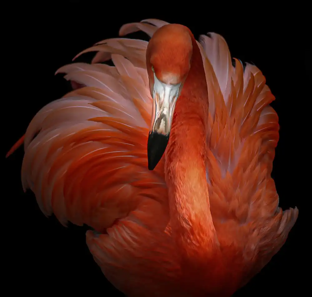 KaMerA: belleza rosa