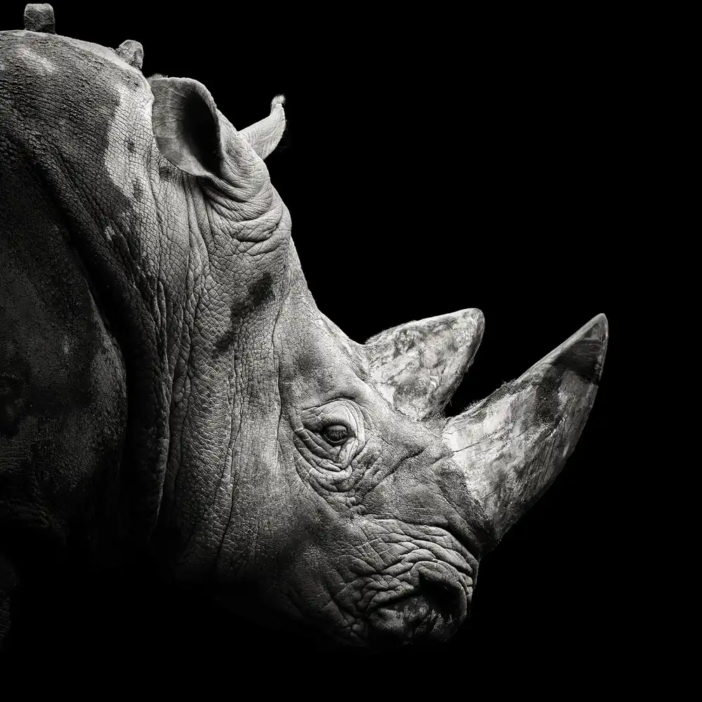 Meermann, Christian: Rhino