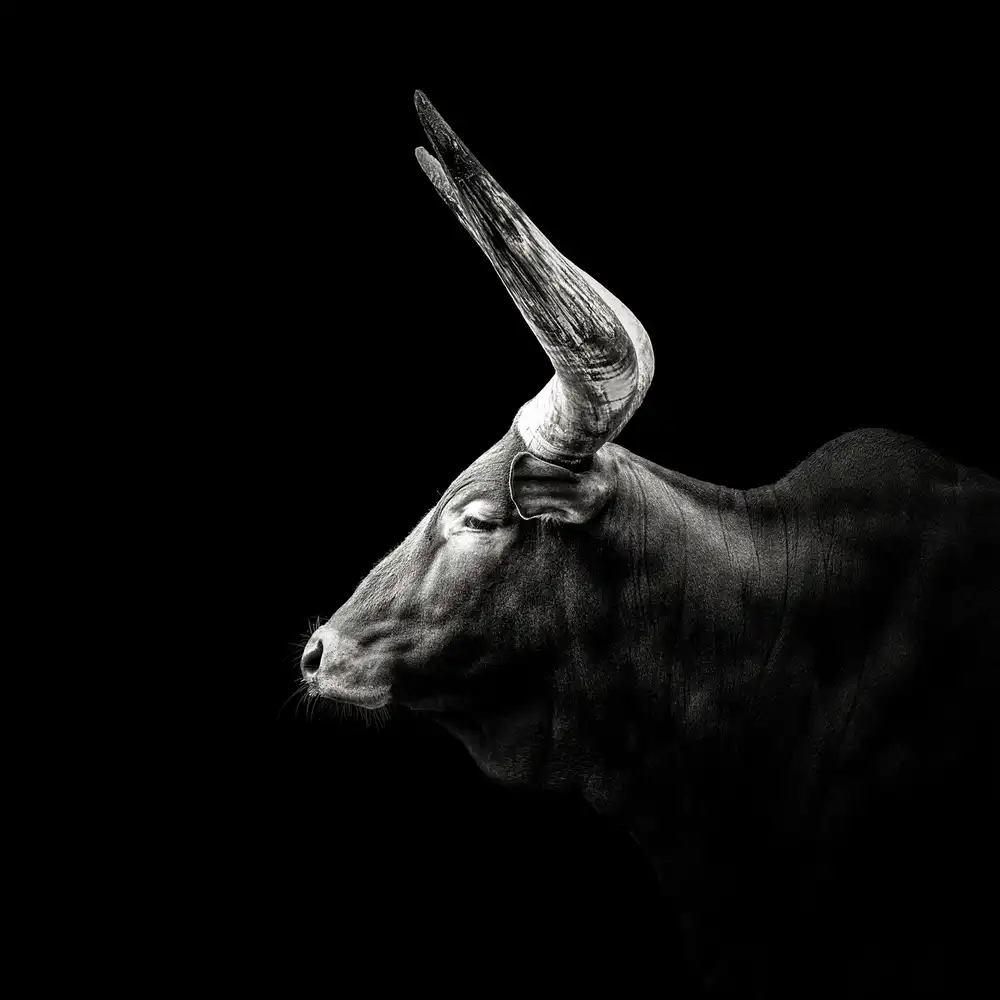 Meermann, Christian: Watusi