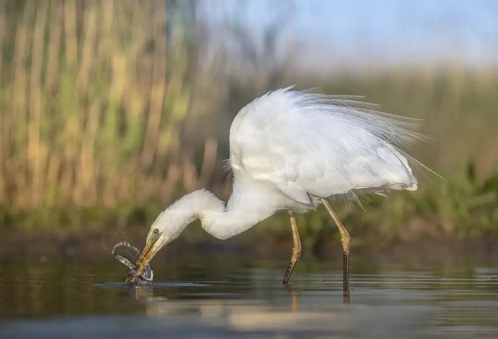 Tseng, Judy: bird fishing