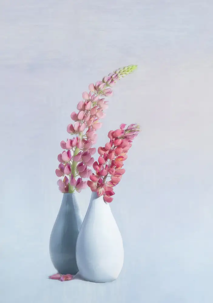Gray, Gaille: Lupins