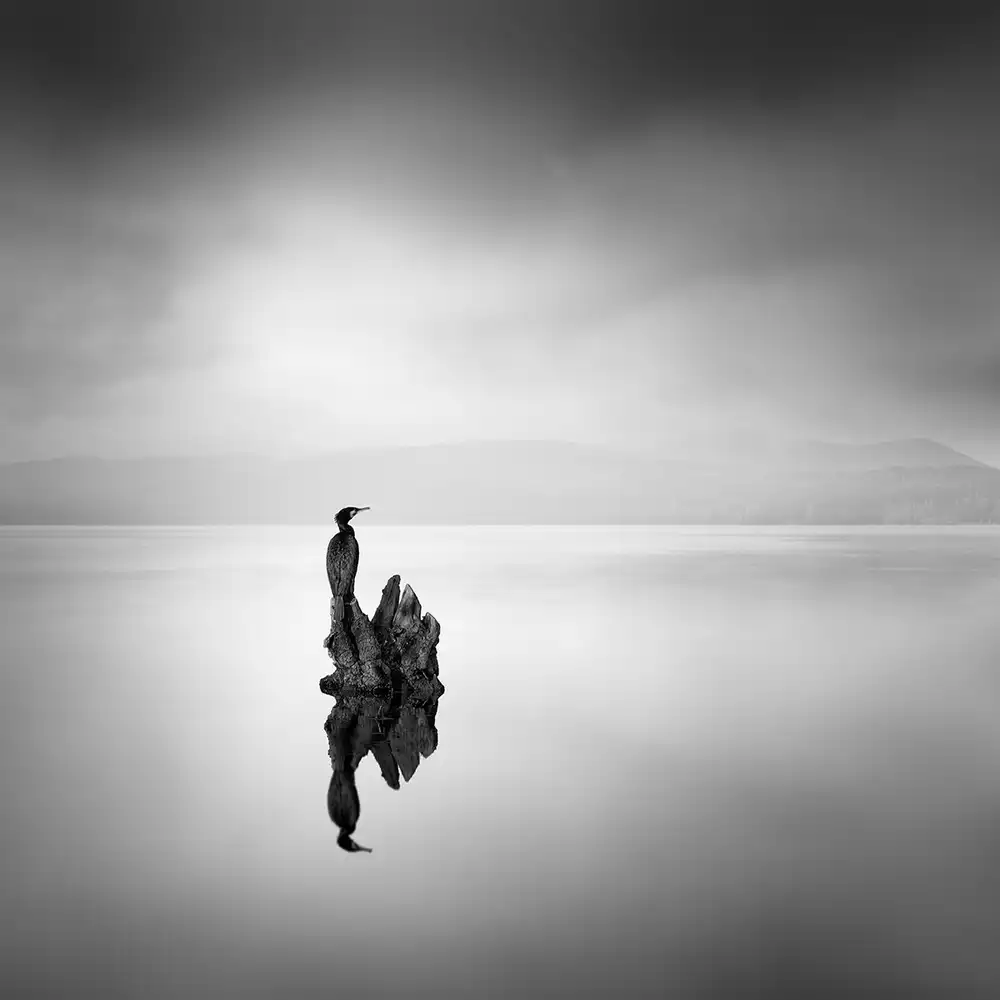 Digalakis, George: Cormoran 02