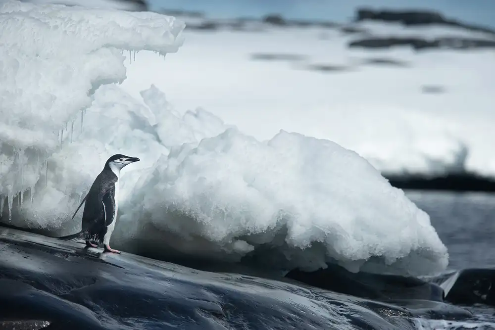 Raga, Gil Joan: Pinguino di Adelia