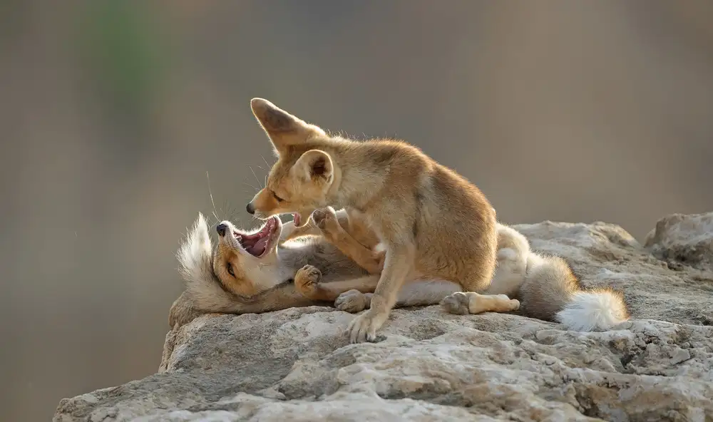 Waldmann, Shlomo: Jeu des Renards