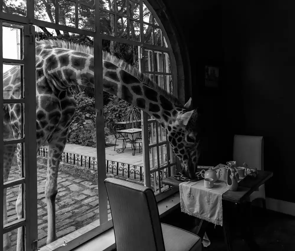 Fischer, Jie: Manoir de girafe au Kenya