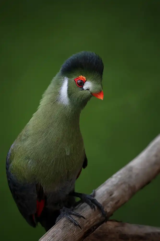 Guillemot, Mathilde: Strike a pose - White-cheeked Turaco