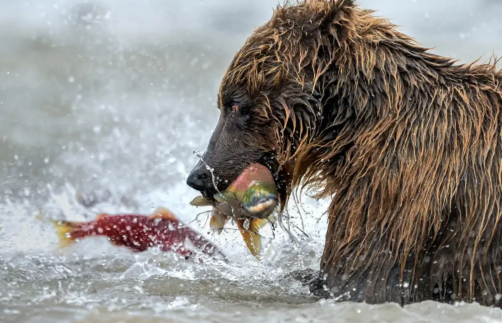 DAmico, Giuseppe: The water boils