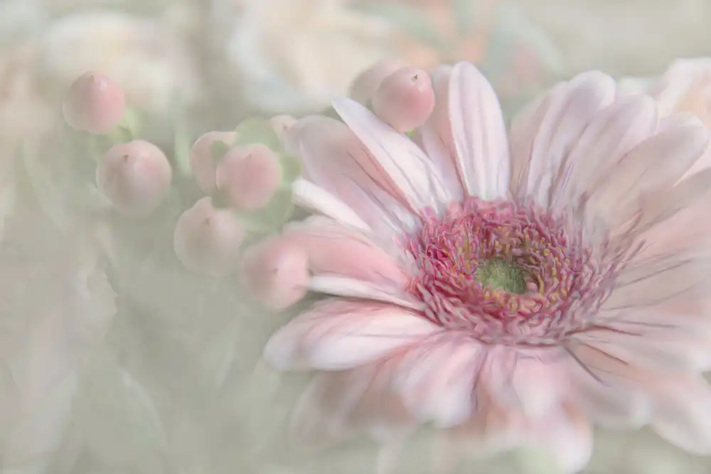 Claes, Gilbert: Bonheur fleuri