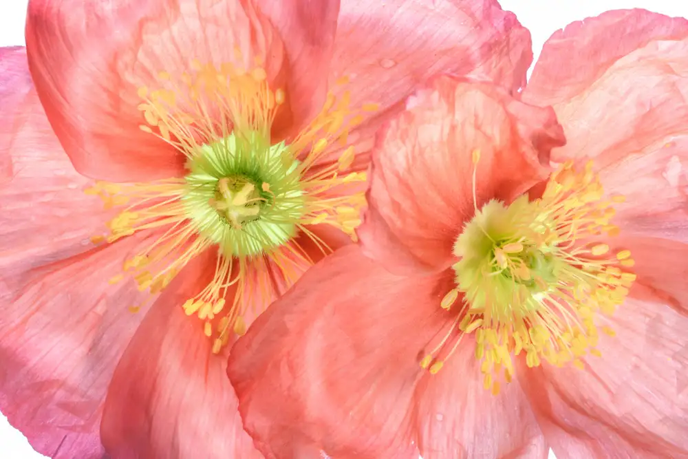 Disher, Mandy: Papaver