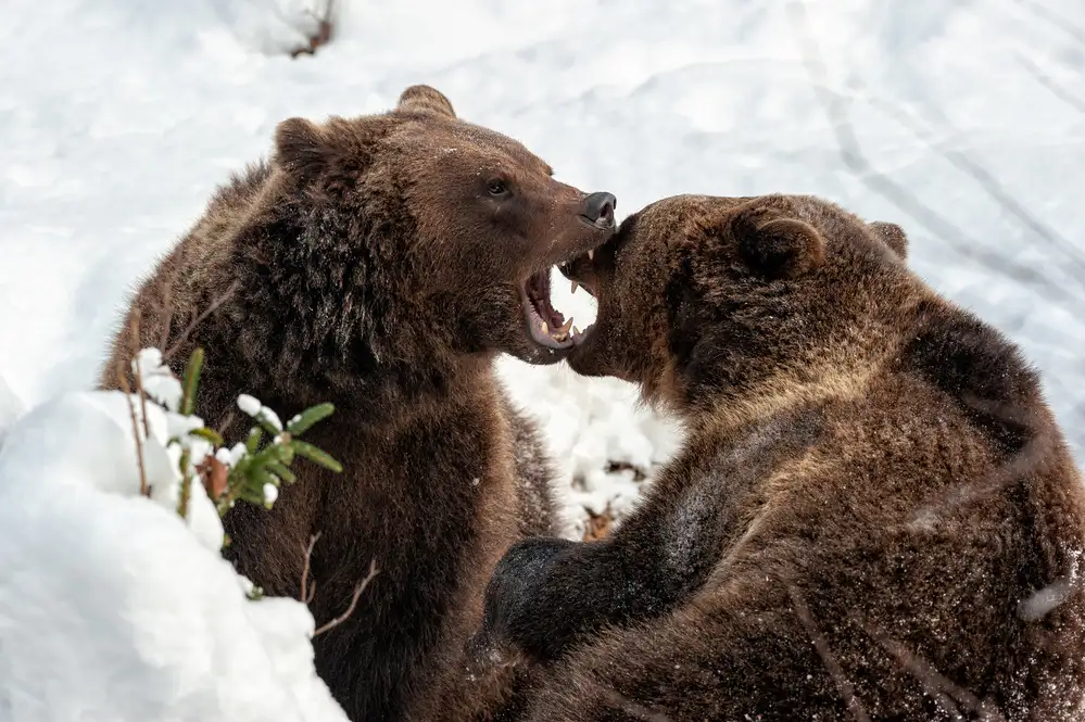 Felici, Massimo: Fight or joke?