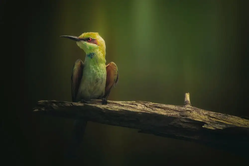 Pezeshki, Sina: Little Bee-eater