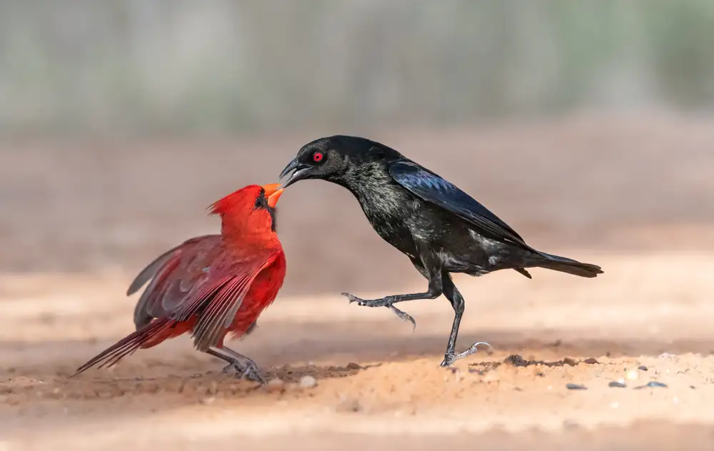 Wei, and Siyu: Noir et rouge