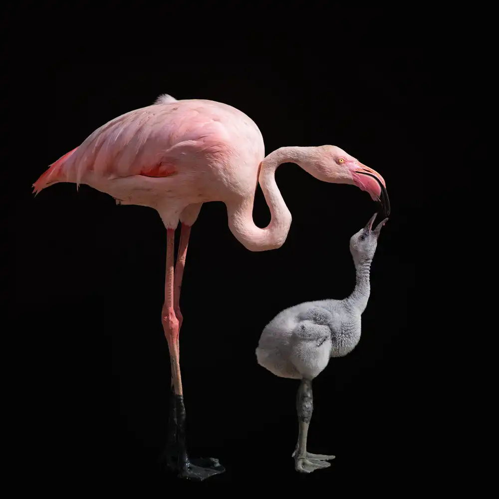 Guillemot, Mathilde: Devenir rose