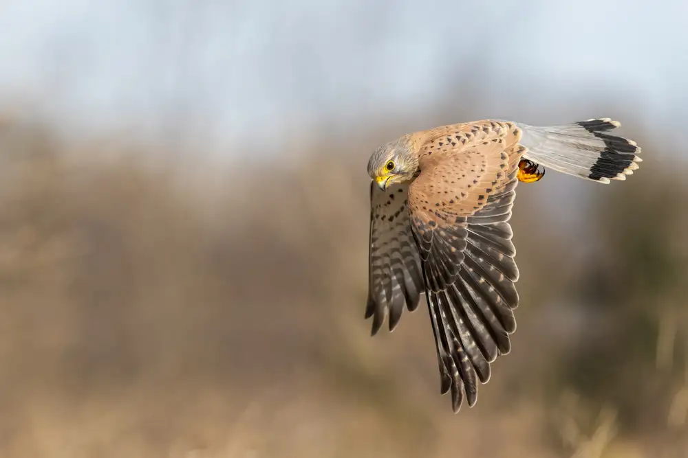 Redaelli, Marco: Kestrel on patrol