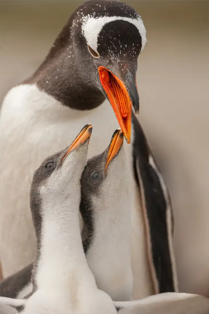 Raga, Gil Joan: Eselspinguin-Jungtier
