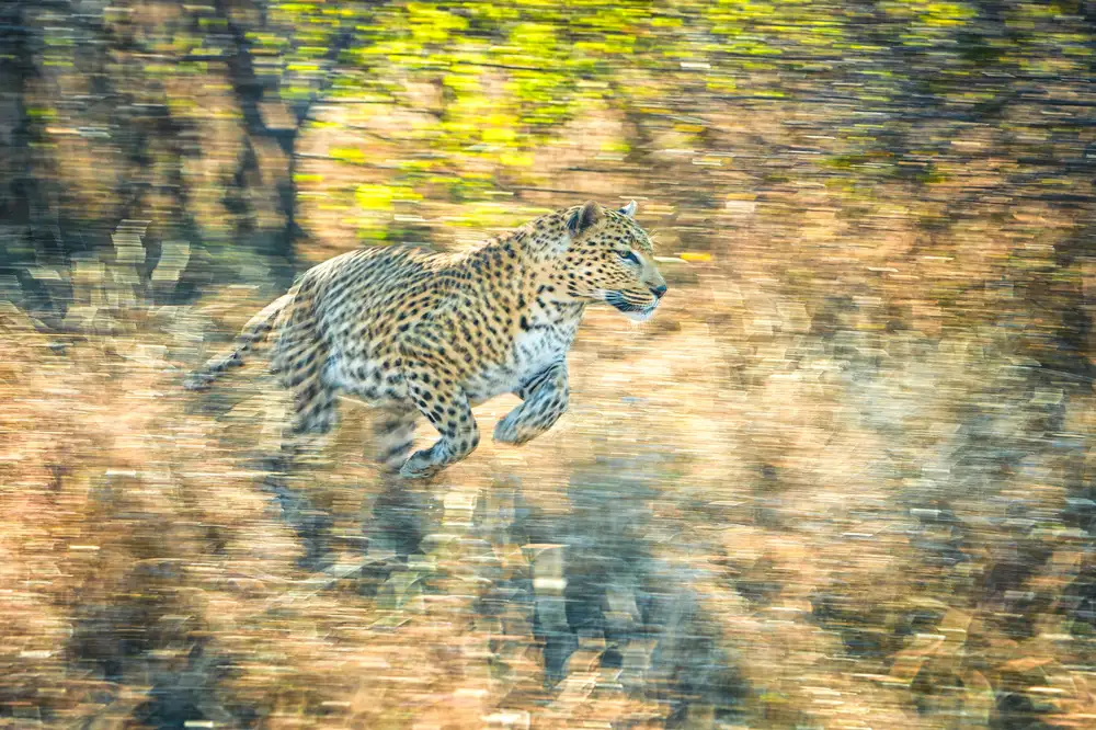 Sink, C. Jeffrey: Rýžování leoparda