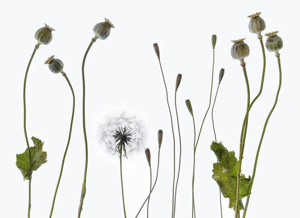 Grønkjær, Lotte: Seedheads
