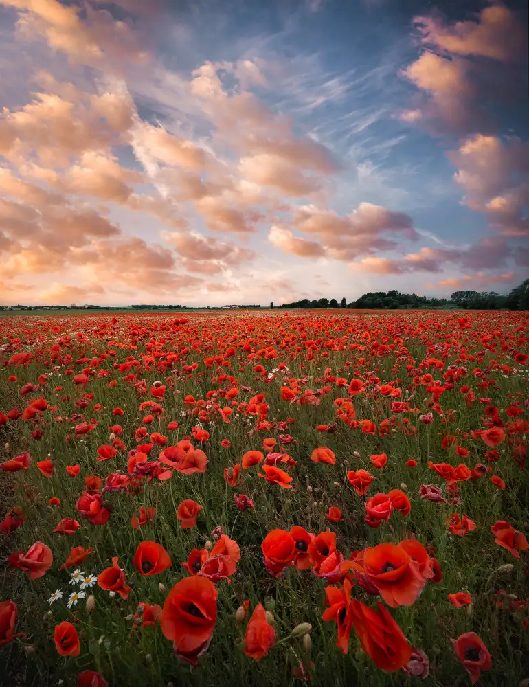 Lindsten, Christian: Champ de coquelicots en Suède