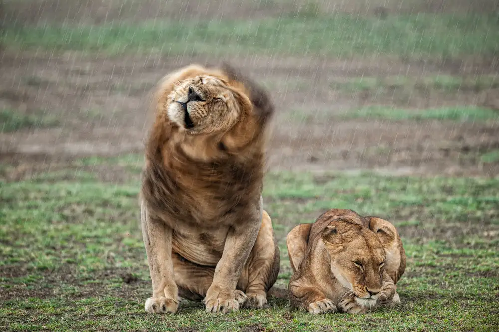 Felici, Massimo: Shake your mane