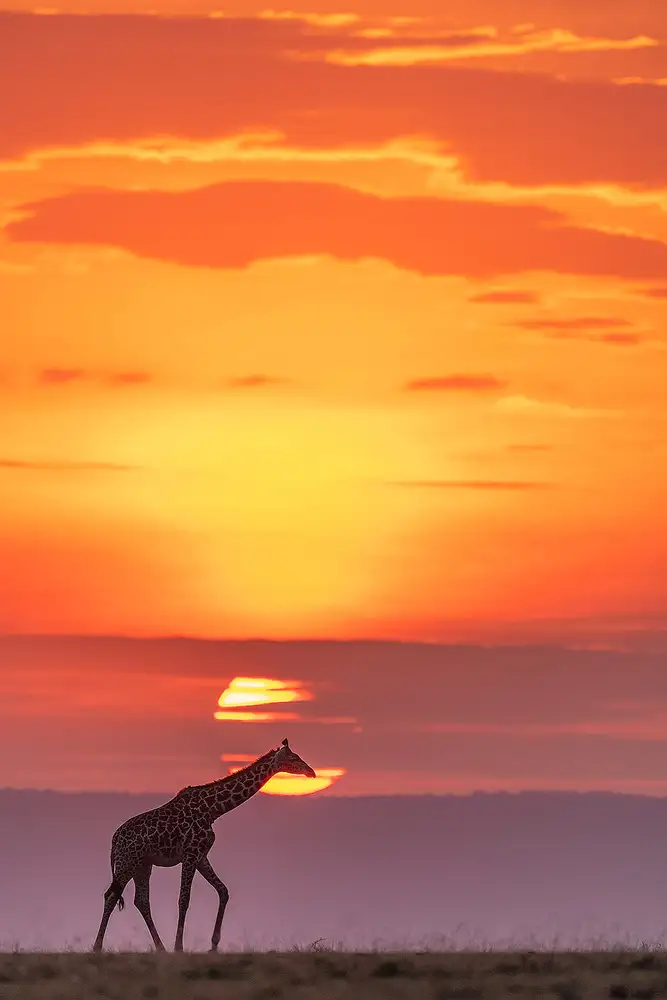 Zhao, Henry: Girafe sous le soleil