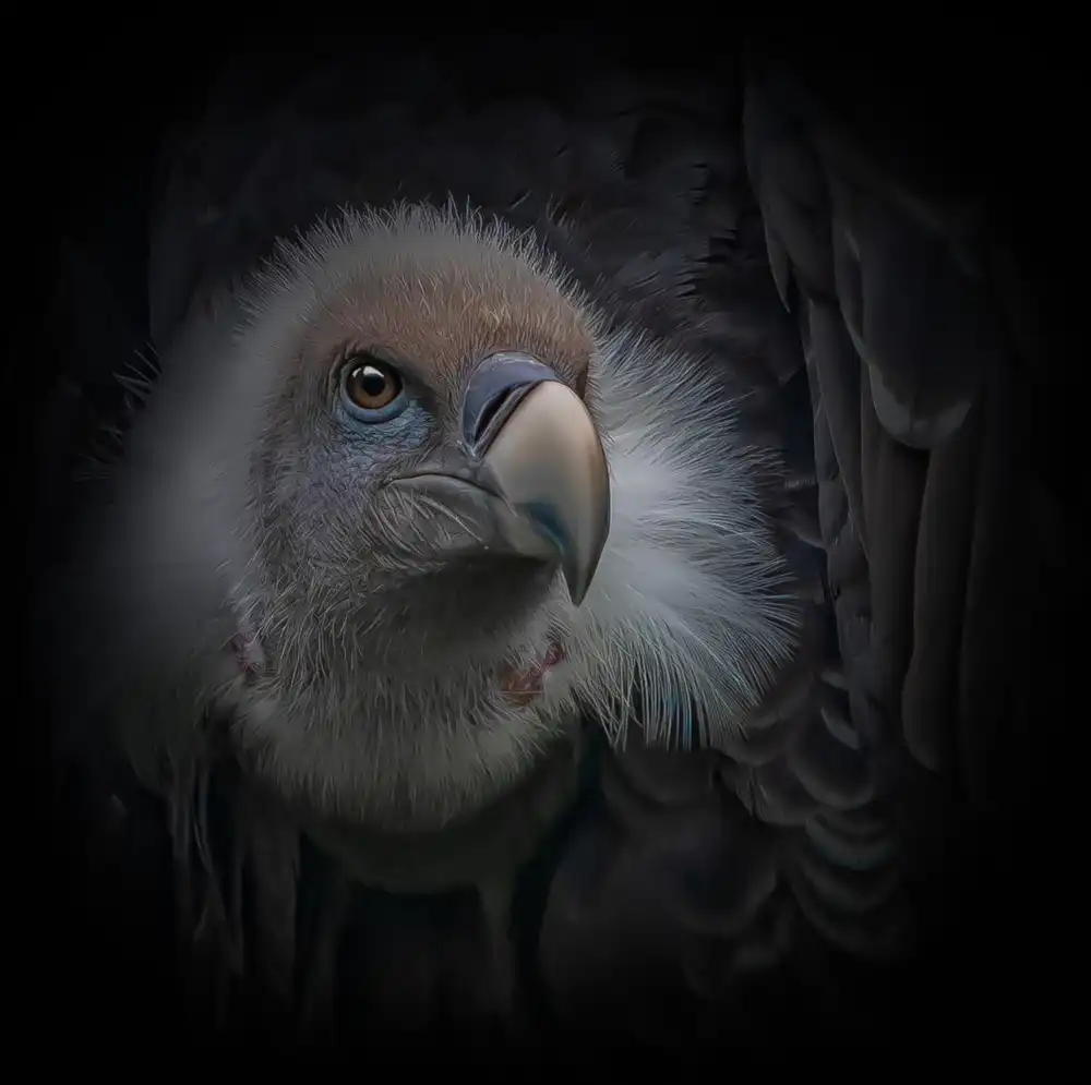 Worseling, Natascha: The griffon vulture