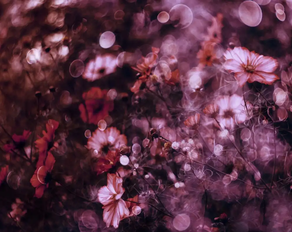 Devos, Delphine: Arazzo di fiori