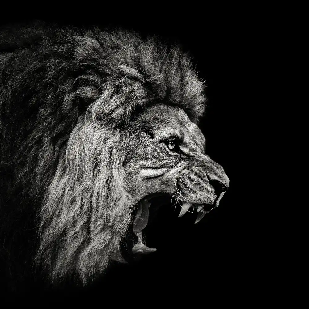 Meermann, Christian: Roaring Lion #2