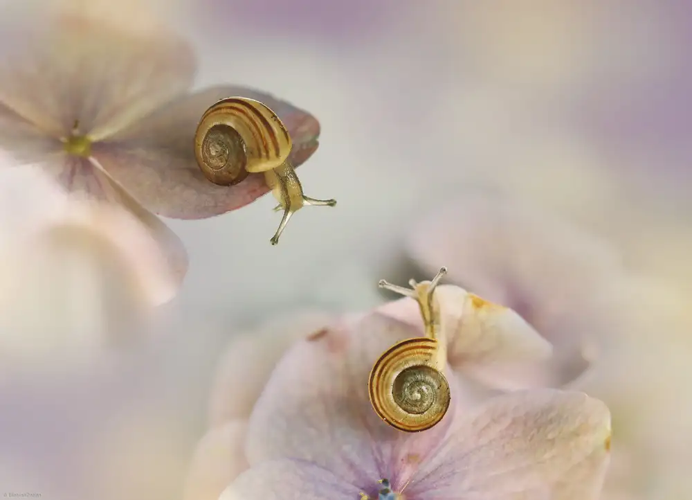 Deelen, van Ellen: Little snails....