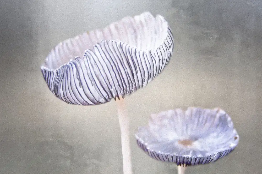 Cseresnjes, Anna: Pilz