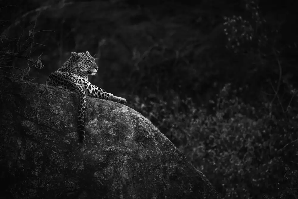 Alnaser, Mohammed: Mother Leopard