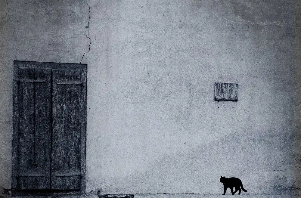 Cseresnjes, Anna: le chat noir