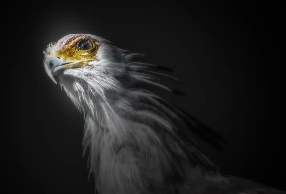 KaMerA: Sekretär
