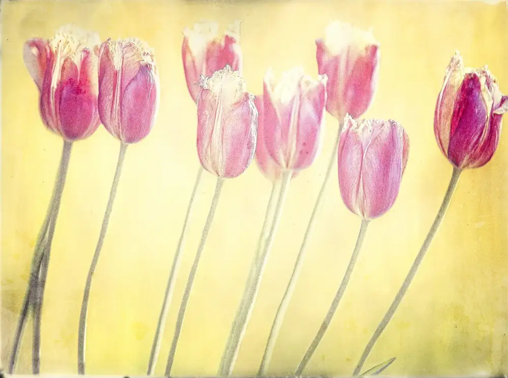 Cseresnjes, Anna: tulipes