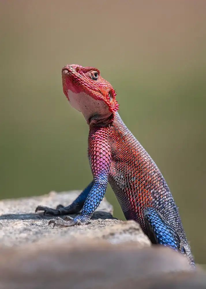 Poreider, Annie: Agama della roccia dai capelli rossi in Kenya