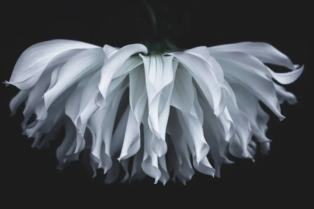 Suzuki, Takashi: Fleur évasée