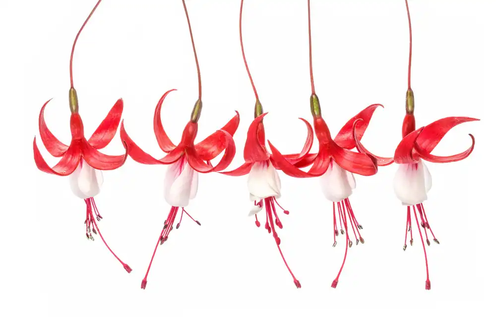 Disher, Mandy: Fuchsie