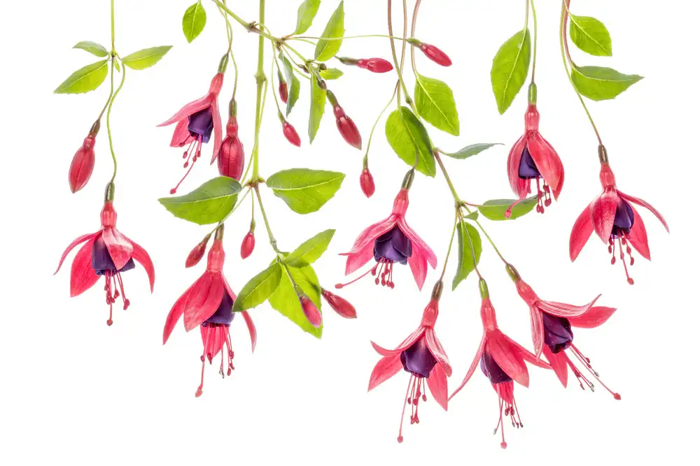 Disher, Mandy: ~ Fucsia ~