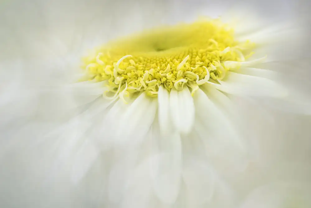 Watt, Elizabeth: Shasta Daisy