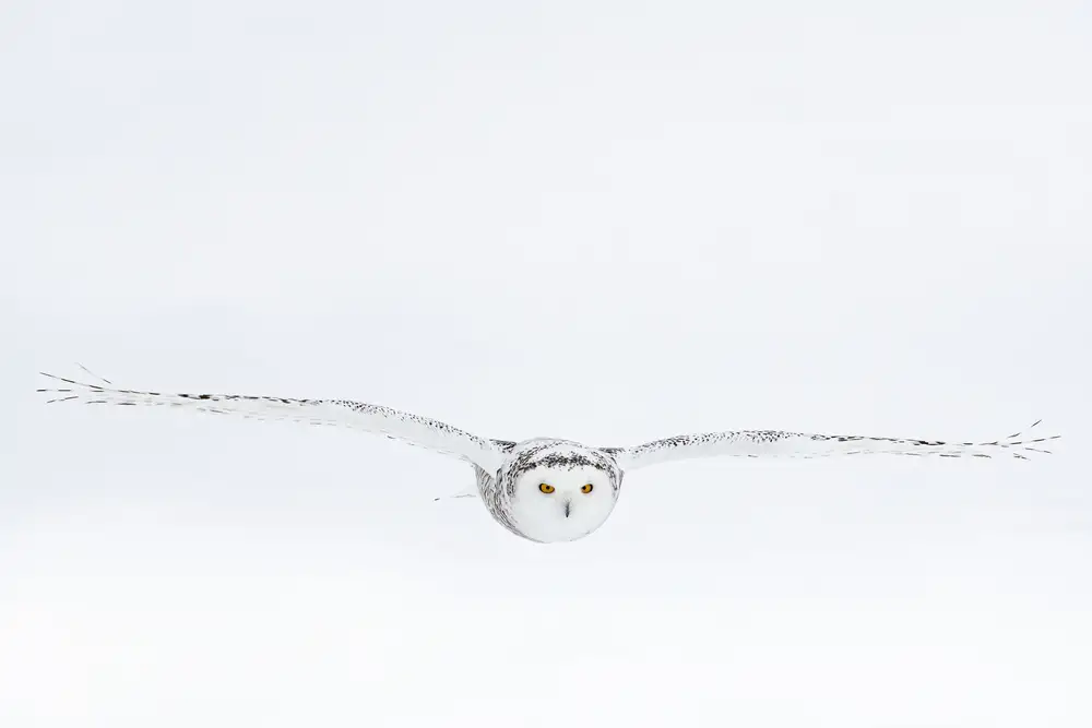 Felici, Massimo: White on white